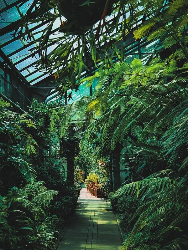 Jardin de plantes lumineuses : comment utiliser la bioluminescence ?